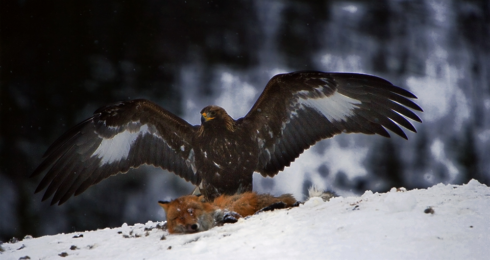 photo "Golden Eagel" tags: nature, wild animals