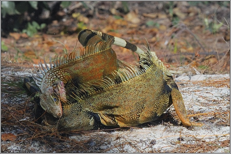 photo "dragon's bite" tags: nature, wild animals