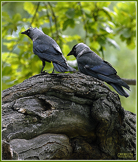 фото "Долгожители." метки: природа, дикие животные