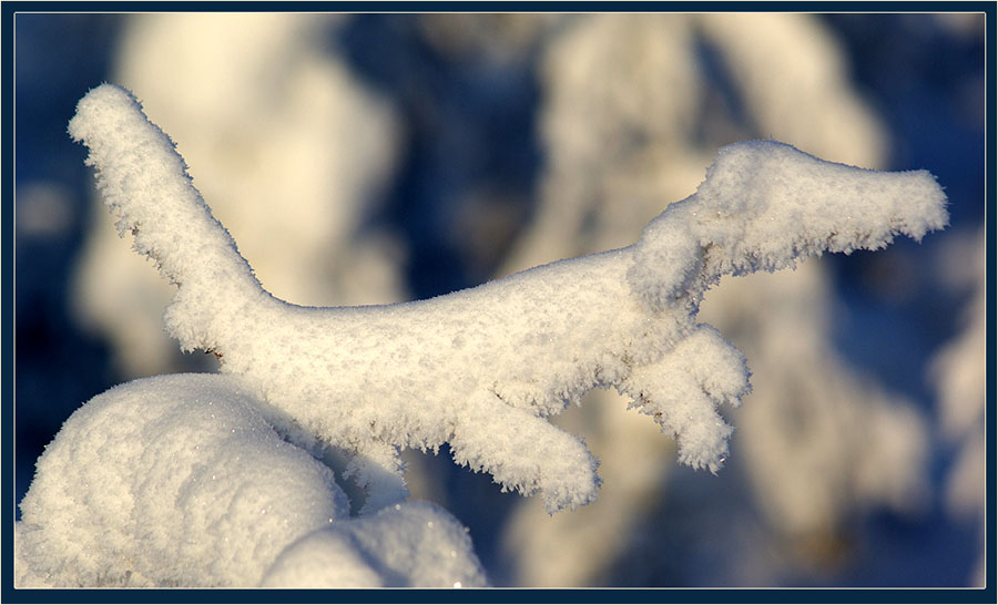 photo "***" tags: nature, landscape, flowers, winter