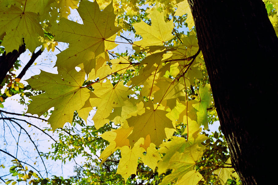 фото "The Pallete of autumne" метки: пейзаж, лес, осень
