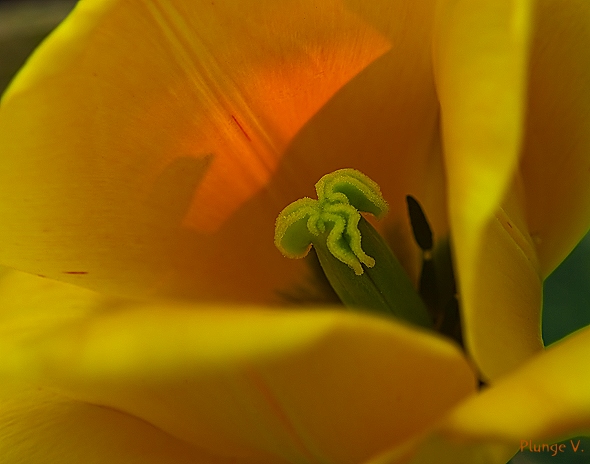 photo "***" tags: nature, flowers