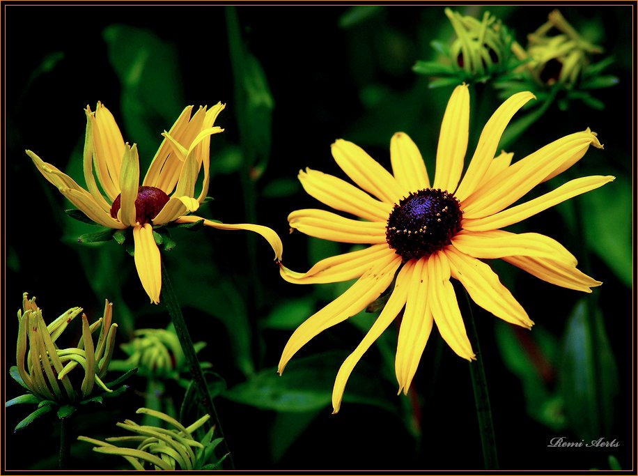 photo "let spring come" tags: nature, macro and close-up, flowers