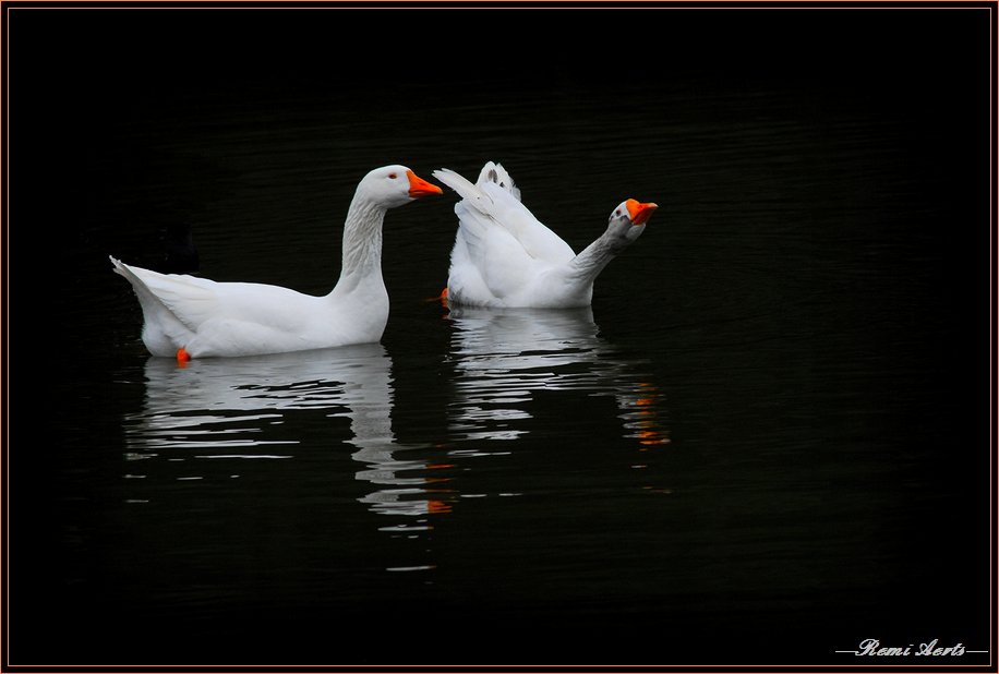 photo "***" tags: nature, landscape, water, wild animals