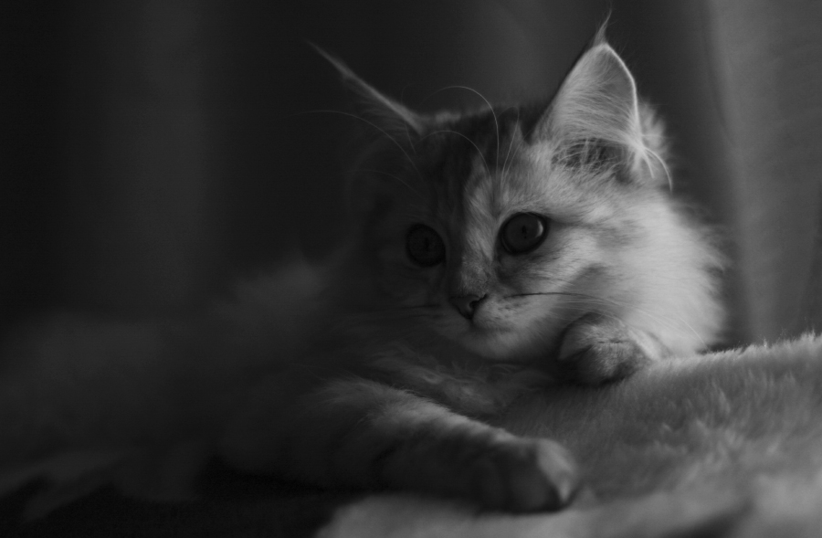 photo "***" tags: still life, nature, pets/farm animals