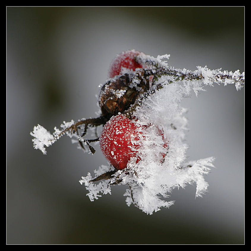 фото "***" метки: природа, 