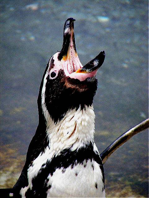 photo "Penguin." tags: nature, 