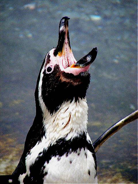 фото "Penguin." метки: природа, 