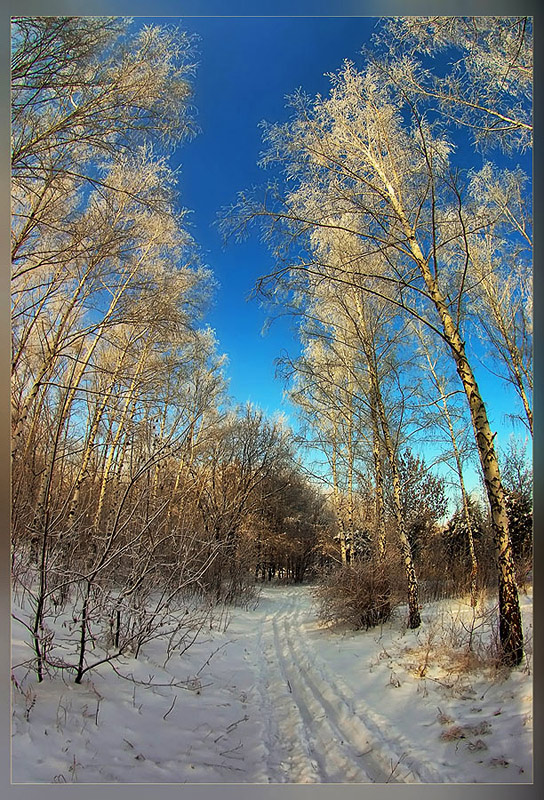 photo "***" tags: landscape, forest, winter