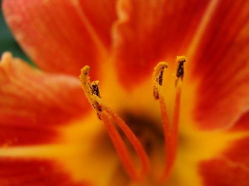 photo "flower" tags: macro and close-up, 