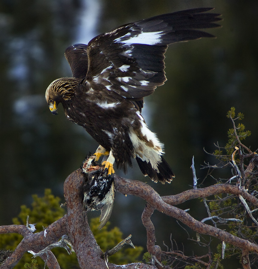 фото "Eagel" метки: природа, дикие животные