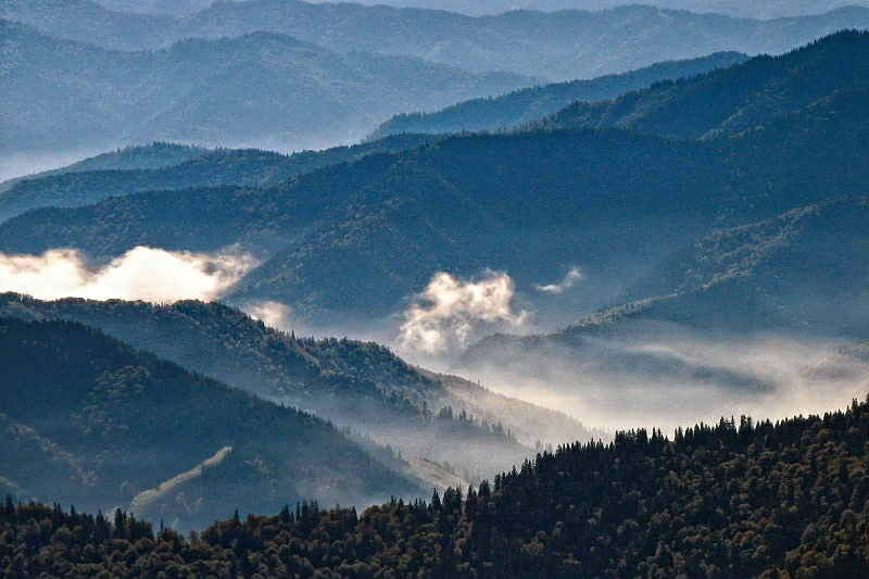 photo "Mistery Forest" tags: landscape, forest