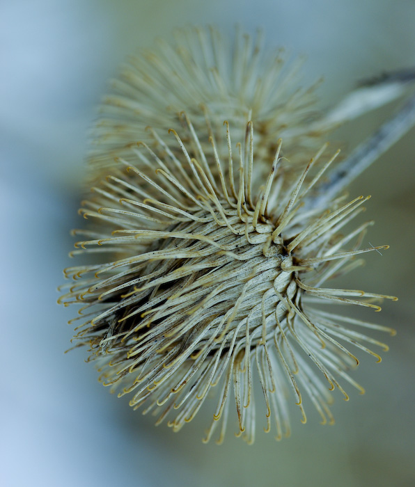 photo "***" tags: nature, flowers