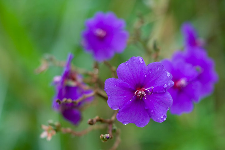 photo "Purple" tags: macro and close-up, nature, flowers
