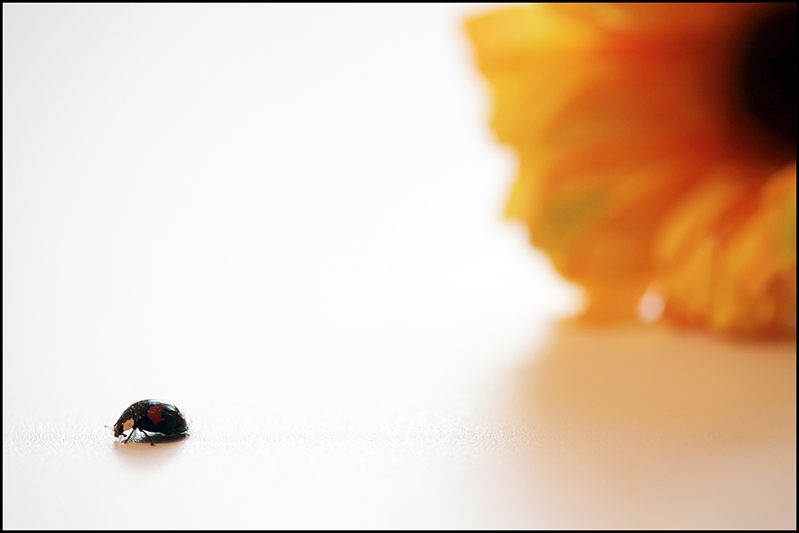 photo "Going away" tags: macro and close-up, genre, 