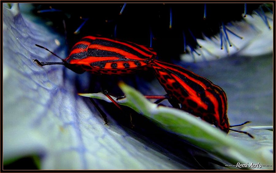 photo "stripes" tags: nature, macro and close-up, insect