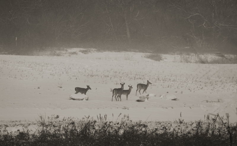 photo "Family Outing" tags: nature, black&white, wild animals