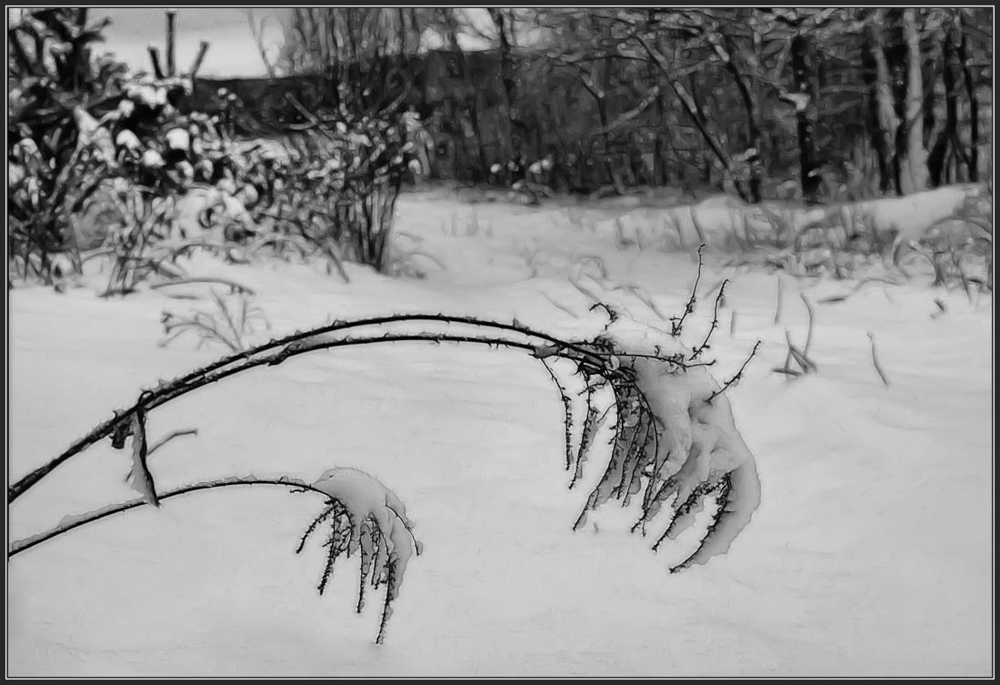 photo "The black drawing of winter or... doubts..." tags: landscape, black&white, winter