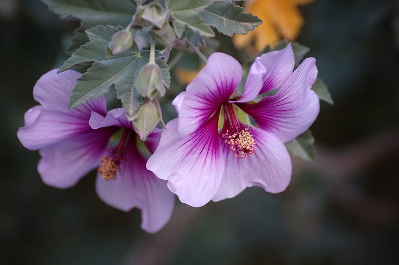 photo "***" tags: nature, flowers