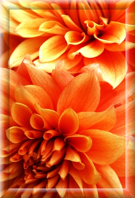 фото "FLOWERS FOR Joaquim Simoes!!!" метки: , 