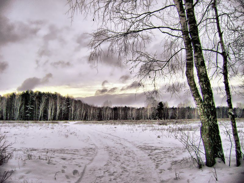 photo "***" tags: landscape, forest, winter