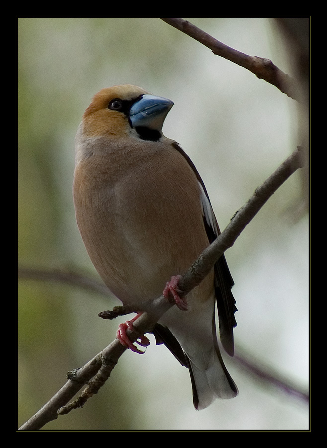 photo "The steel beak" tags: nature, wild animals