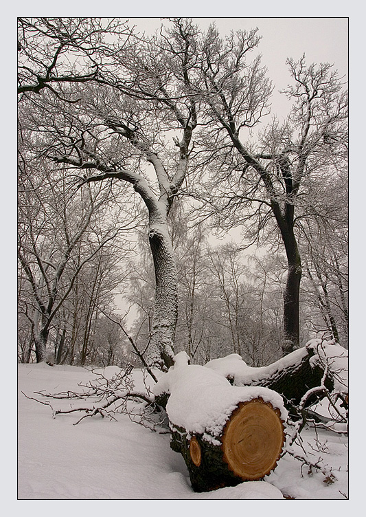 photo "***" tags: landscape, winter