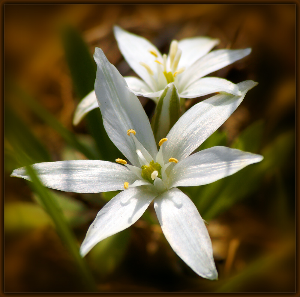 photo "Simbelimeyny :)" tags: macro and close-up, 