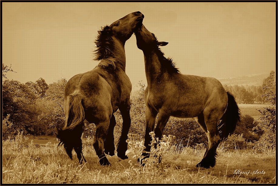 photo "Spring feeling" tags: nature, landscape, pets/farm animals