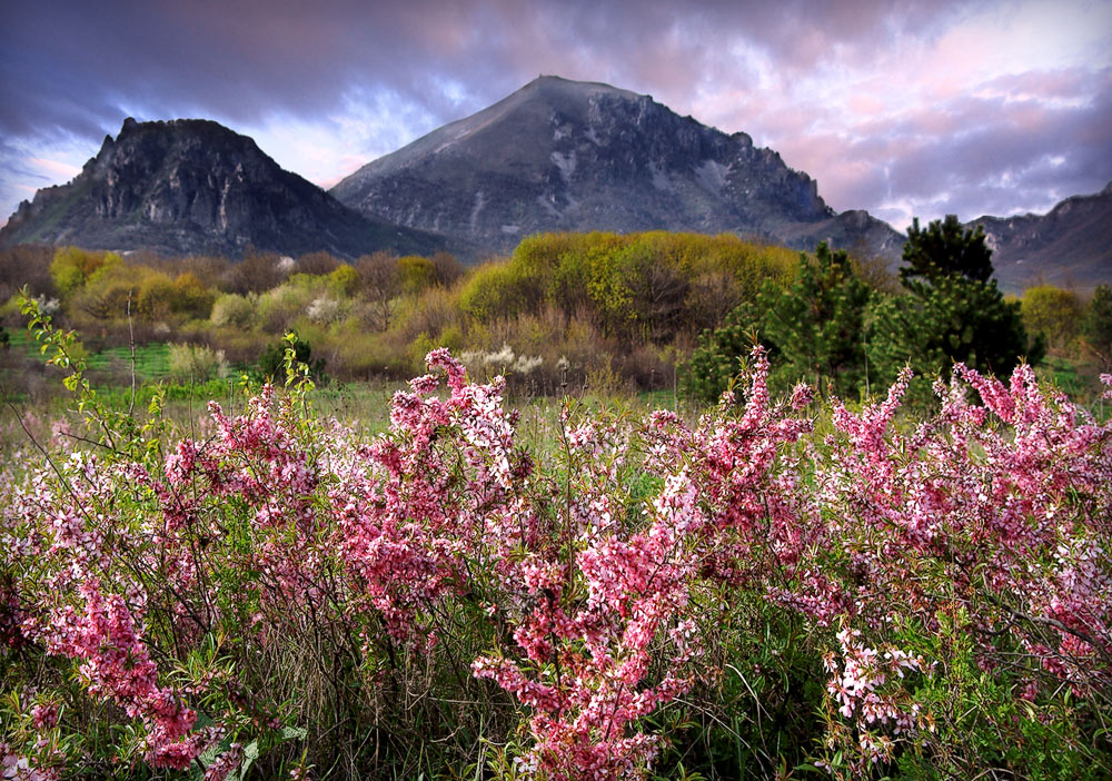 photo "The Heather blossom..." tags: landscape, spring