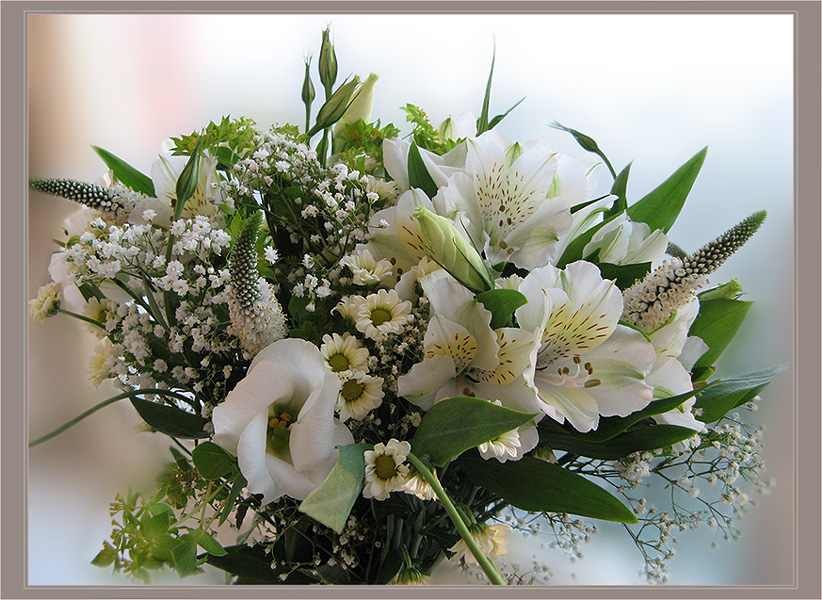 фото "White posy for Jose" метки: природа, цветы