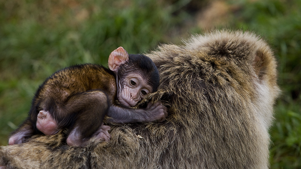 photo "My Baby...." tags: nature, wild animals