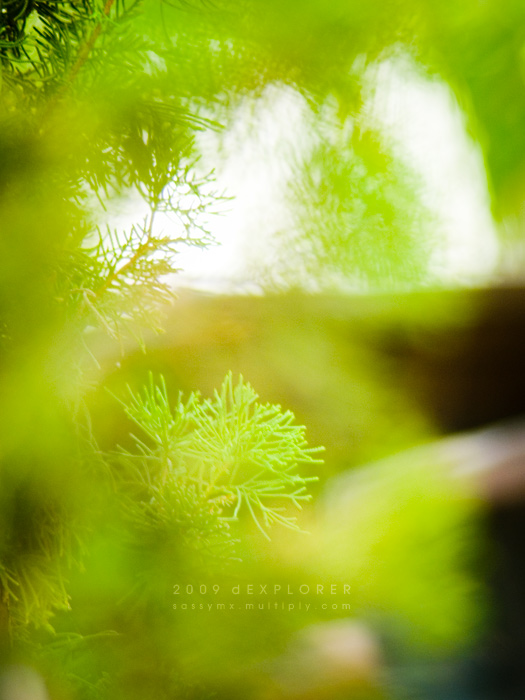 photo "through the tree" tags: landscape, forest