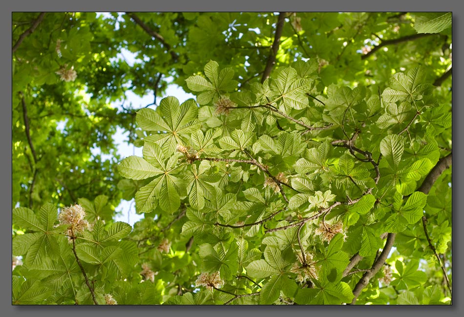 photo "Про цвет и свет" tags: macro and close-up, landscape, forest