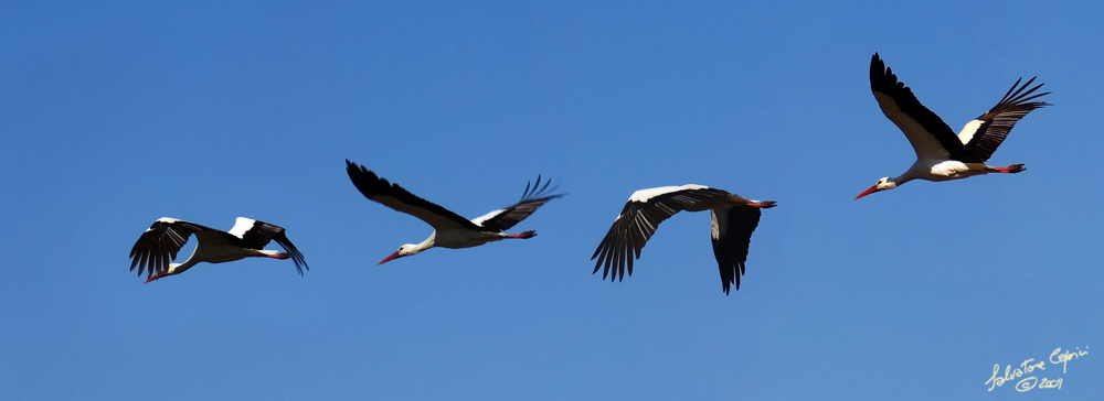 photo "Flying Stork" tags: nature, wild animals