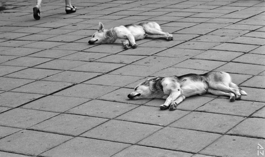 photo "***" tags: genre, black&white, 