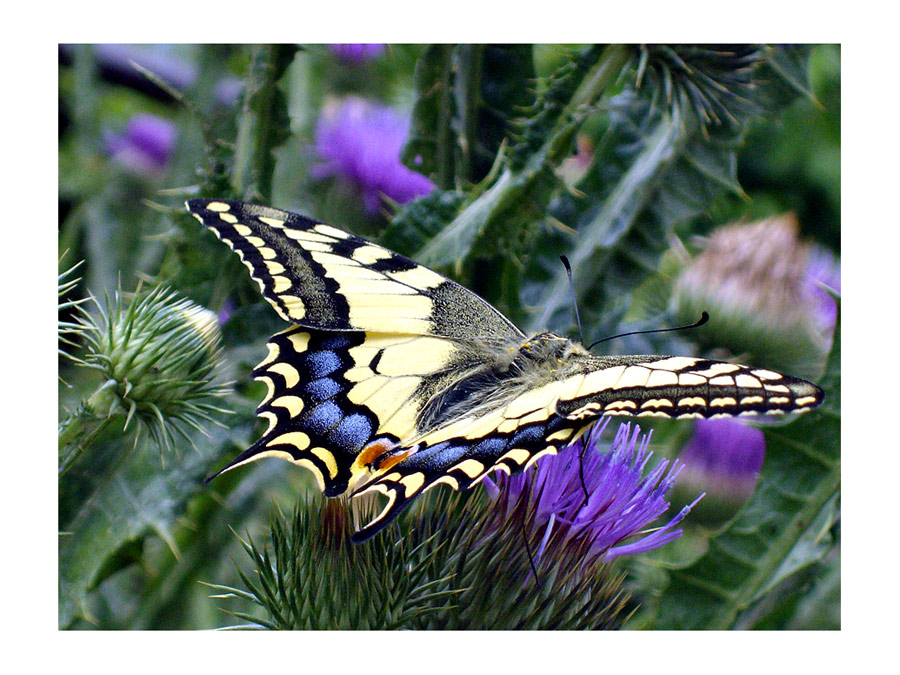 photo "***" tags: nature, insect