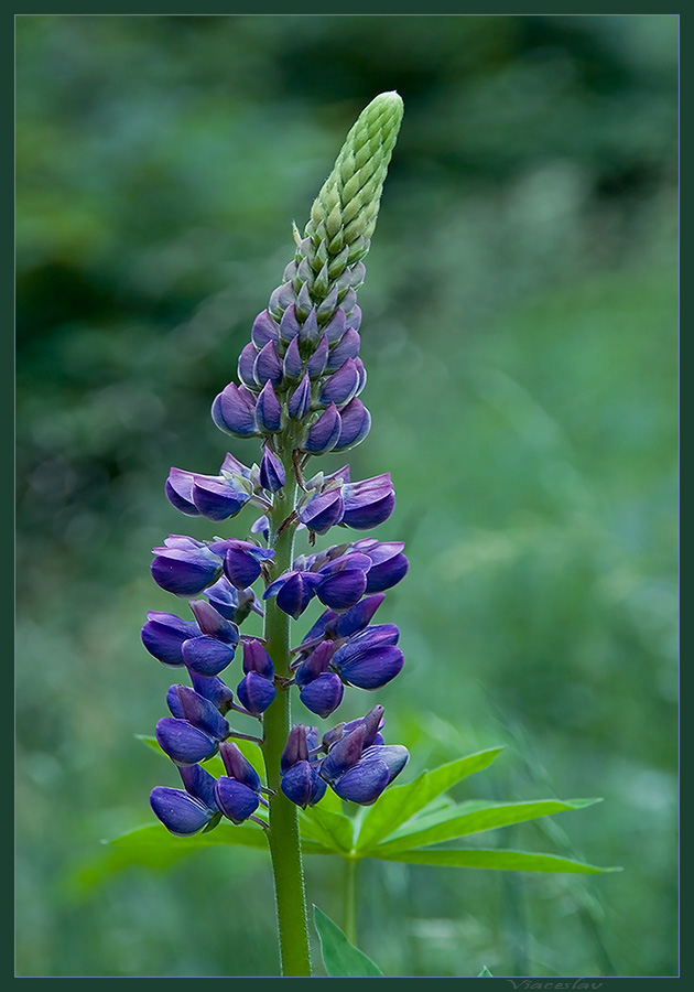 photo "*" tags: nature, macro and close-up, flowers