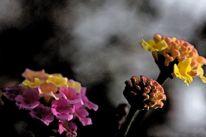 фото "Stormy Weather" метки: природа, цветы
