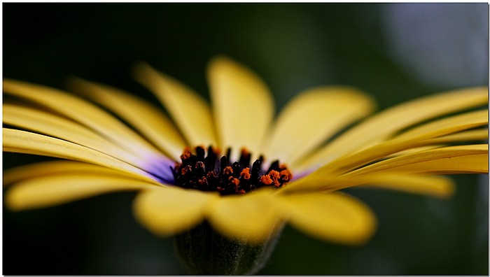 фото "Gerbera" метки: природа, макро и крупный план, цветы