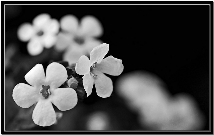 фото "***" метки: природа, черно-белые, цветы