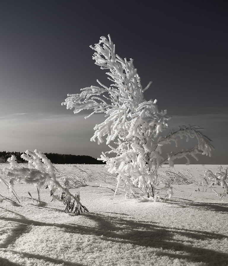 photo "***" tags: landscape, winter