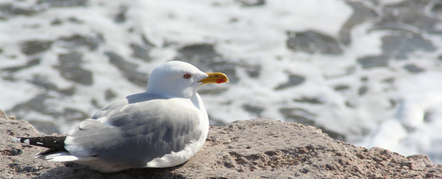 photo "a moment of rest" tags: nature, wild animals