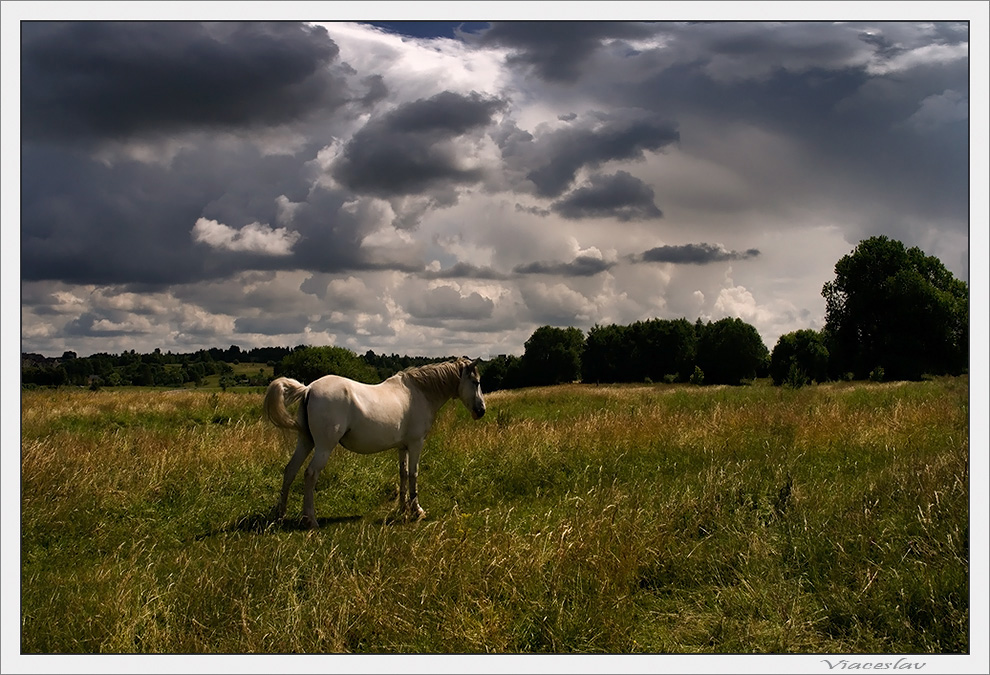 photo "***" tags: landscape, nature, pets/farm animals