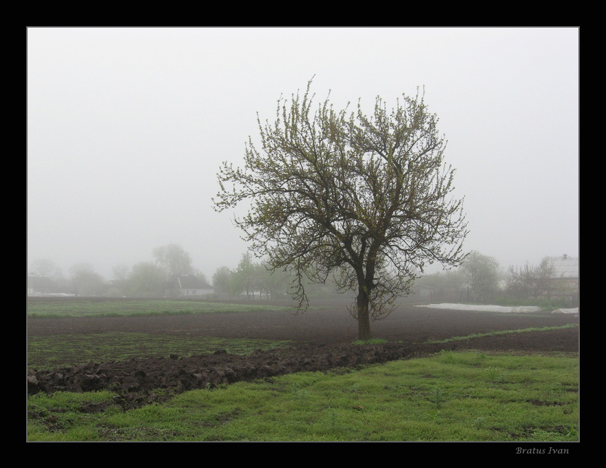 photo "Lonely tree" tags: landscape, spring