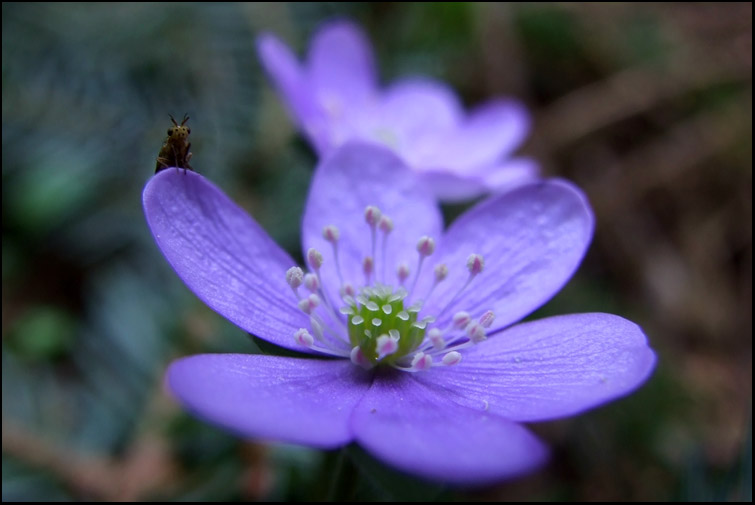 photo "Little visitor" tags: nature, macro and close-up, insect