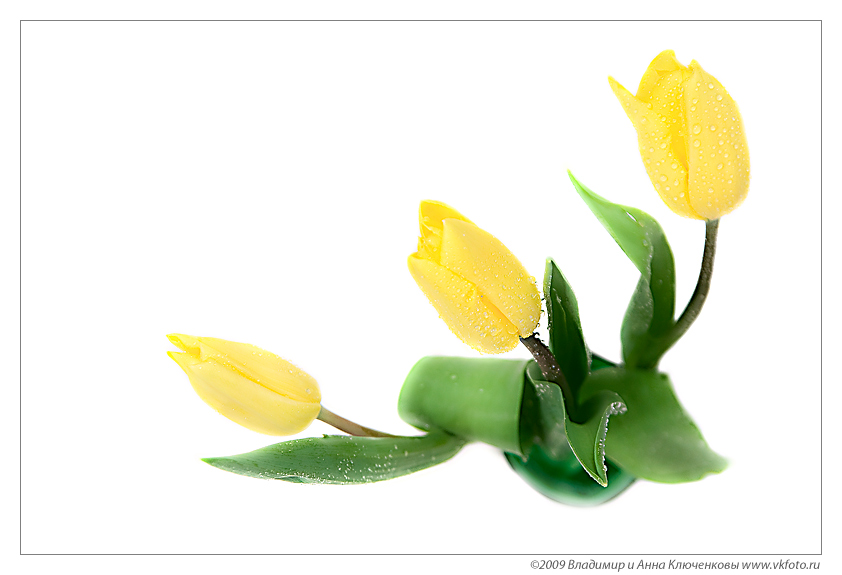 photo "***" tags: still life, nature, flowers