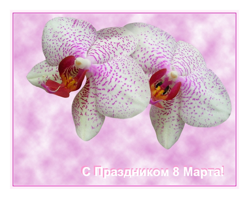 фото "8 МАРТА!" метки: природа, цветы