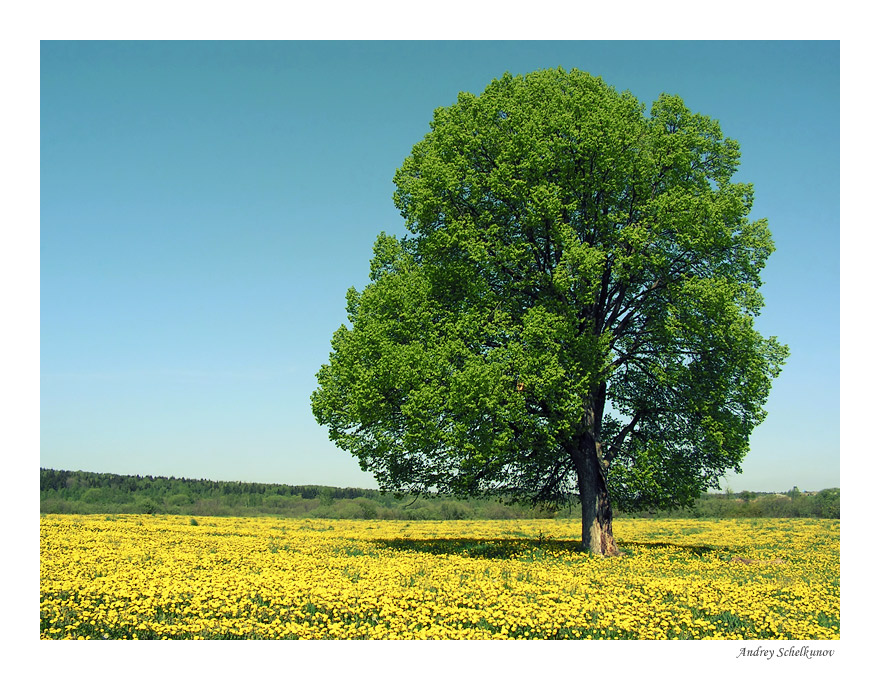 photo "Spring picture" tags: landscape, nature, flowers, spring