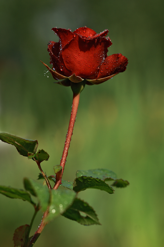 photo "***" tags: nature, flowers